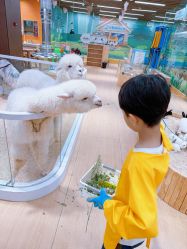 点击看大图 -小象动物公园