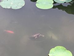 -大兴滨河森林公园