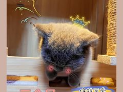 -屋虎猫馆(宝安大仟里店)