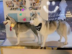 -Husky Go! 哈士奇体验馆·宠物咖啡厅狗咖