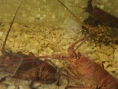 android_upload_pic-珍宝轩海鲜火锅(碧湖大厦店)