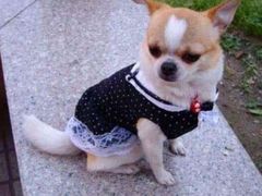 -东方名猫馆·英短金渐层布偶猫舍(环线广场1号楼店)