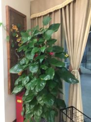 -芳朵美容养生SPA