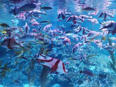 -海合安成都极地海洋公园