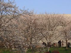 -武汉大学-樱园