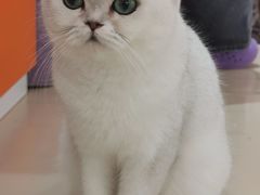 -三花喵·撸猫购宠·宠物生活馆(虹桥南丰城店)