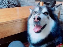 -苹果树下艺术餐厅(宋庄店)