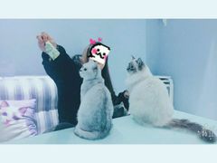 -喵的天空名猫咖啡馆·撸猫·猫舍·用品