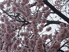 -桃花堤公园