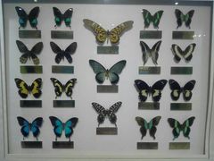 -上海昆虫博物馆