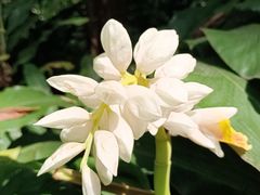 -中国科学院华南植物园