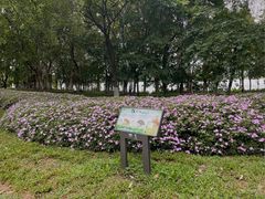 -海珠湖公园