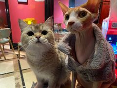 -猫色咖啡·猫咖