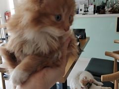 -平行世界·猫咖(首经贸店)