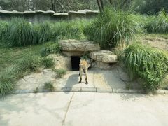 -北京野生动物园