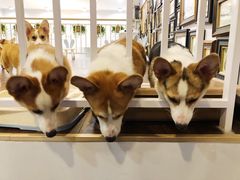 -柯斗斗主题餐厅·狗咖·围炉煮茶·茶饮(国瑞升平里店)