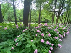 -上海滨江森林公园