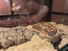 -帕帕拉兹宠物(亚洲旗舰店)