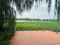 -大兴滨河森林公园