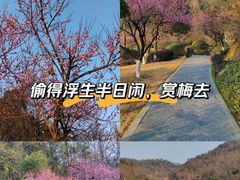-桃花岭景区