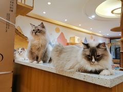 -滚猫咖啡·猫咖·猫友好撸猫(未来城店)