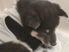 -柴犬小屋·柴餐厅·狗咖食堂(金鼎广场店)