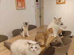 -有喵·猫咖·狗咖·40+猫狗有小奶狗(岗厦店)