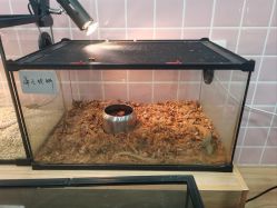 -Moni星球萌宠·小马宝莉·灵蛇·高端高阶全萌宠互动体验俱乐部(红豆国际广场店)
