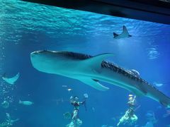 -烟台海昌鲸鲨海洋公园