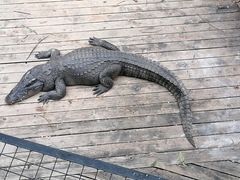 -深圳野生动物园