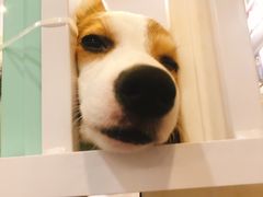 -柯斗斗主题餐厅·狗咖·围炉煮茶·茶饮(国瑞升平里店)