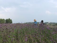 -西京湾花海