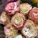 季节的第一朵花