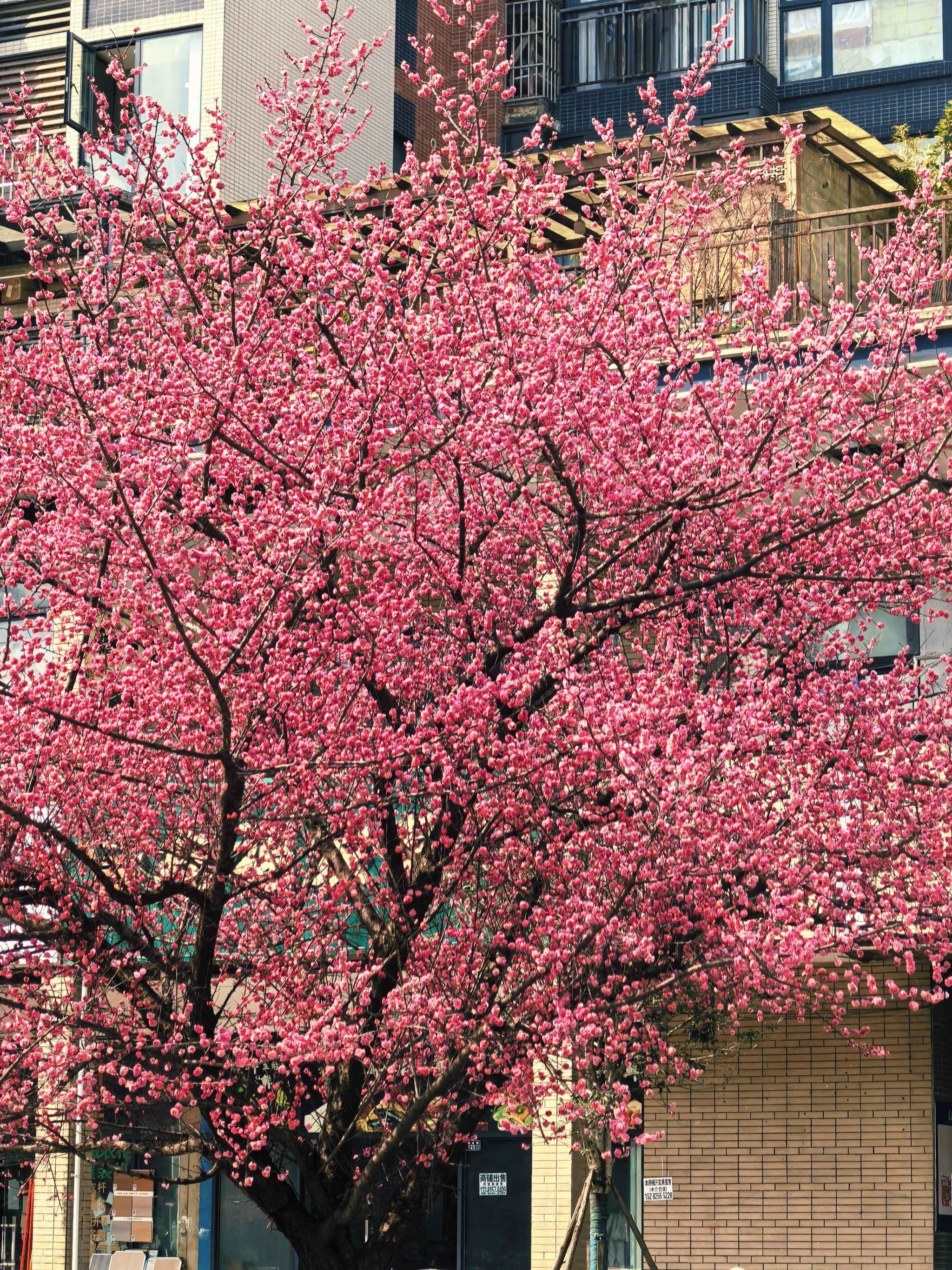 成都这个季节,梅花真的开的太美了🌸