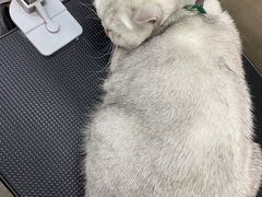 -PETKIT小佩宠物·低压洗护(国顺东路店)