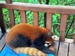 -普洱太阳河森林公园