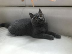 -lincat·猫舍(广州店)
