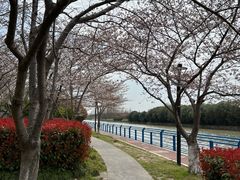 -高东镇樱花园