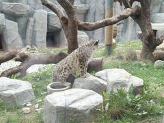 -青藏高原野生动物园