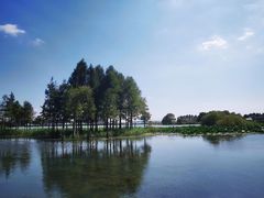 -贡湖湾湿地公园