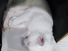 -纳吉亚猫专科动物医院·北北分院