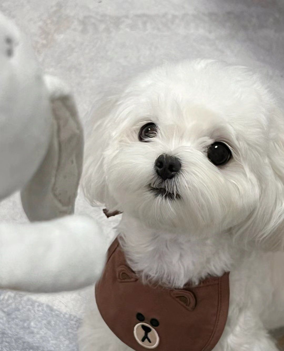 西安靠谱小型犬犬舍推荐