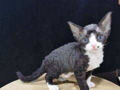 -十年猫舍·猫咪专门店(普陀店)