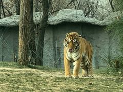 -北京野生动物园