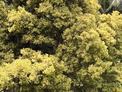 -墨尔本皇家植物园