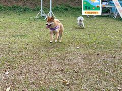-良成狗狗乐园