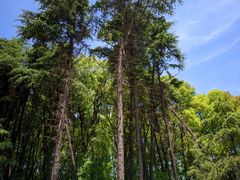 -上海共青森林公园