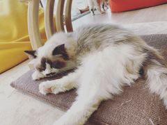 -藏猫猫咖啡主题馆(中央大道店)