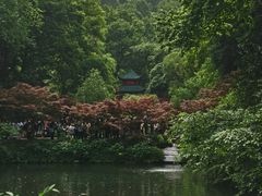 -柠季·手打柠檬茶(岳麓山登高路店)