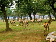 -西安秦岭野生动物园